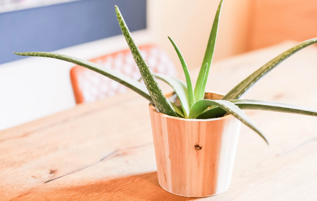 aloe-vera-plante aloe-vera-plante