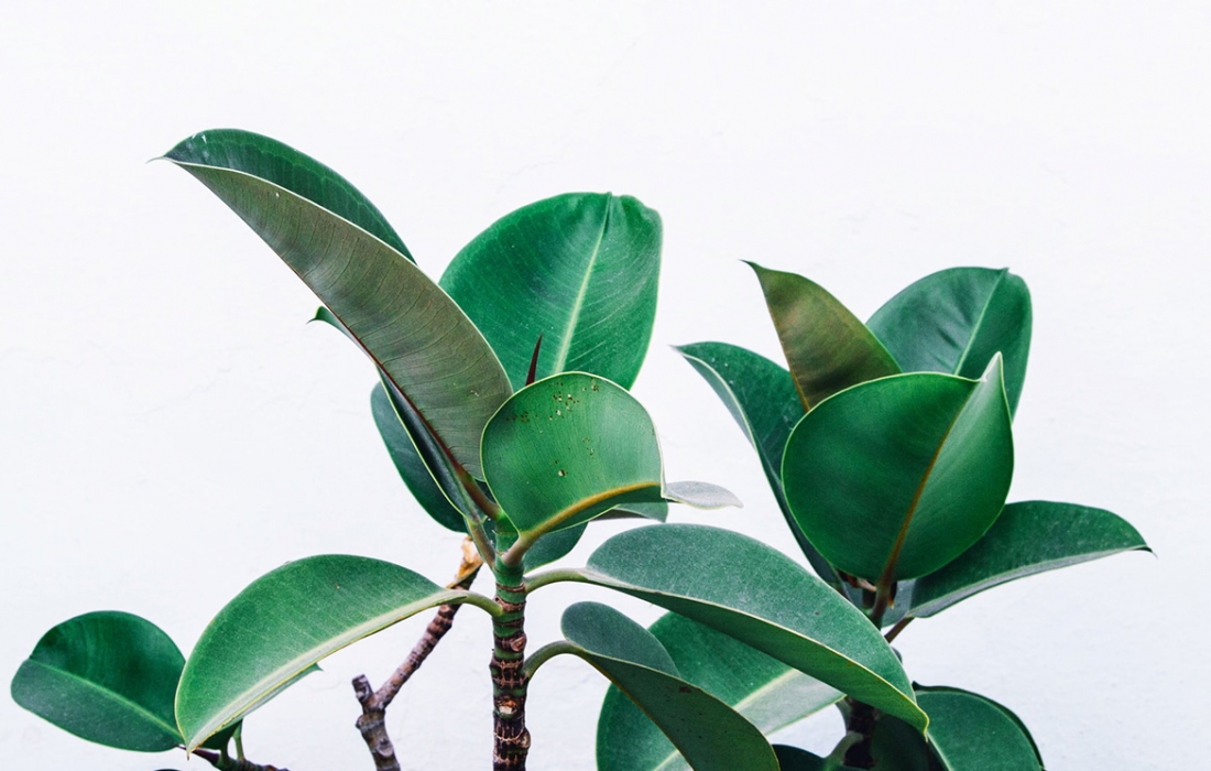 ficus-elastica-plante ficus-elastica-plante