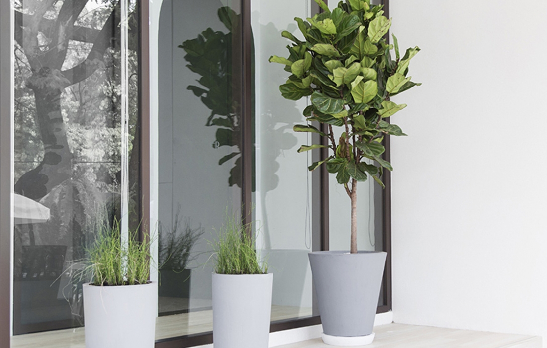 ficus-lyrata-plante ficus-lyrata-plante