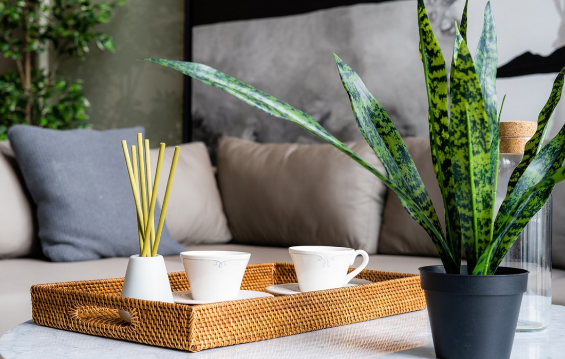 sansevieria-plante sansevieria-plante