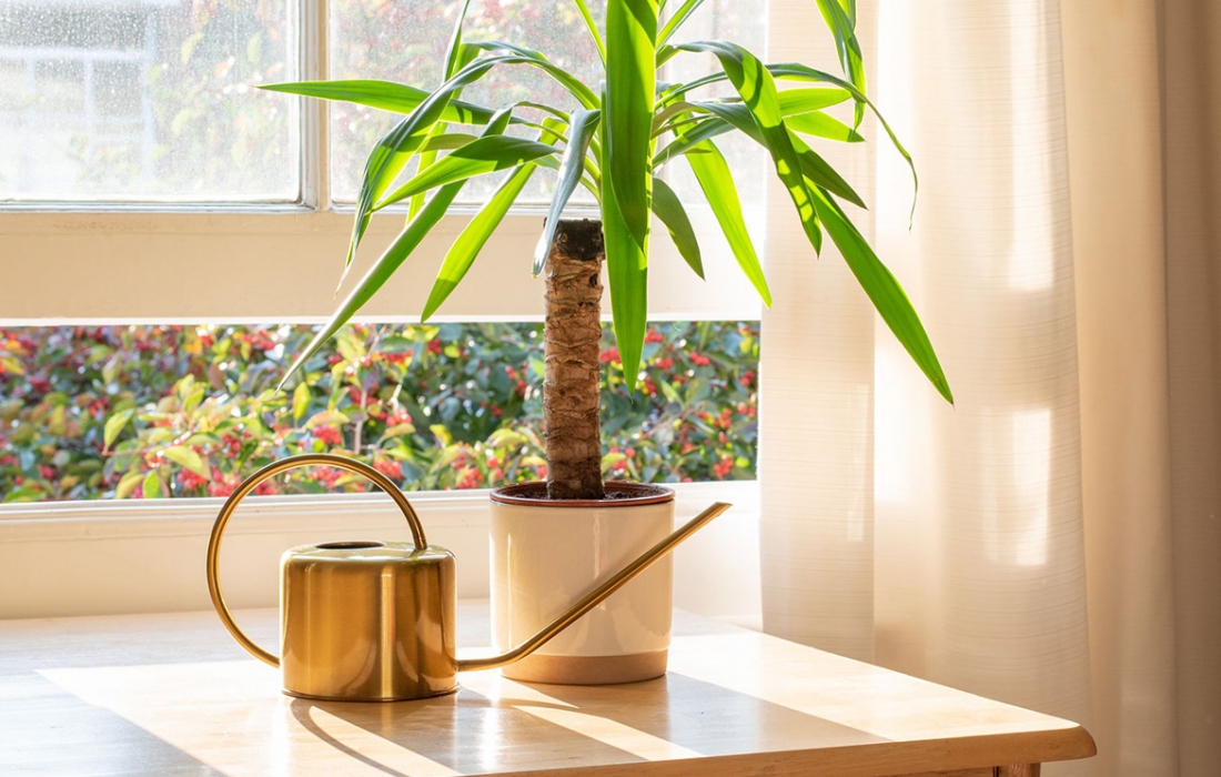 yucca-plante yucca-plante
